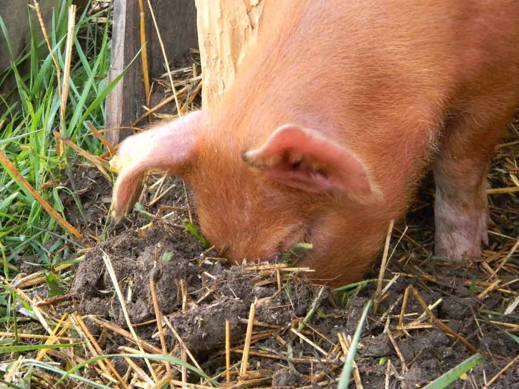 Tamworth Pig in Field