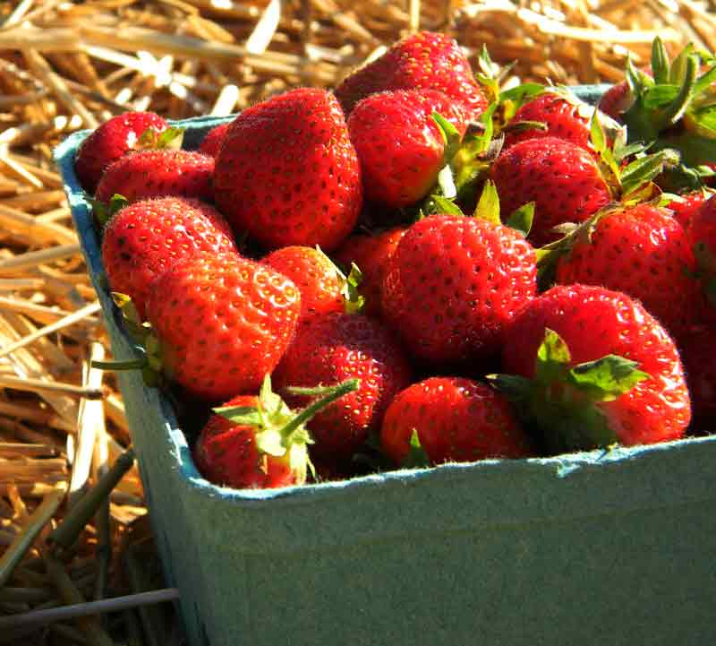 Fresh Strawberries in Quart Box